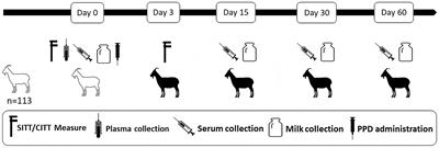 Effect of a recent intradermal test on the specificity of P22 ELISA for the diagnosis of caprine tuberculosis